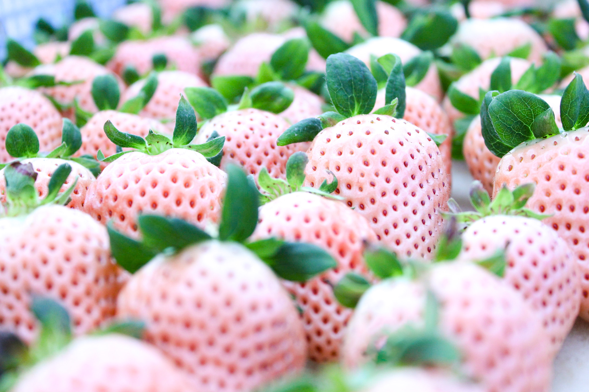 BERRY - Crafted Strawberries - YUJI YAZAWA OFFICIAL WEBSITE