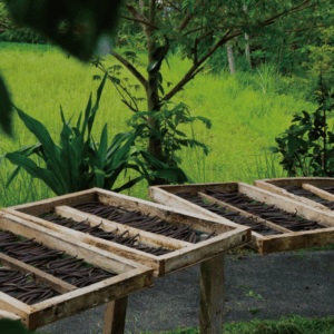 The Okinawa Vanilla Company